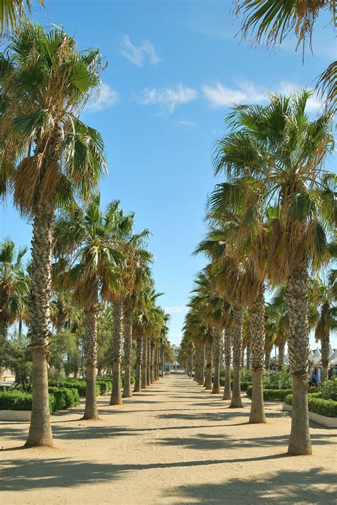 Wählen sie aus erstklassigen inhalten zum thema maritimo in höchster qualität. Palmeras Paseo marítimo de Valencia Imagen & Foto ...