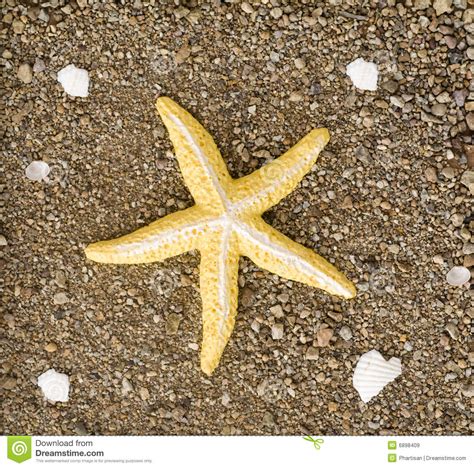 Starfish Laying On Sand With Shells Stock Image Image Of Studio