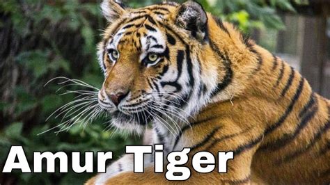 Amur Tigers All You Need To Know Amazing And Interesting Facts