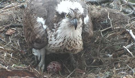 Video Perthshire Osprey Lays First Egg Of The Season