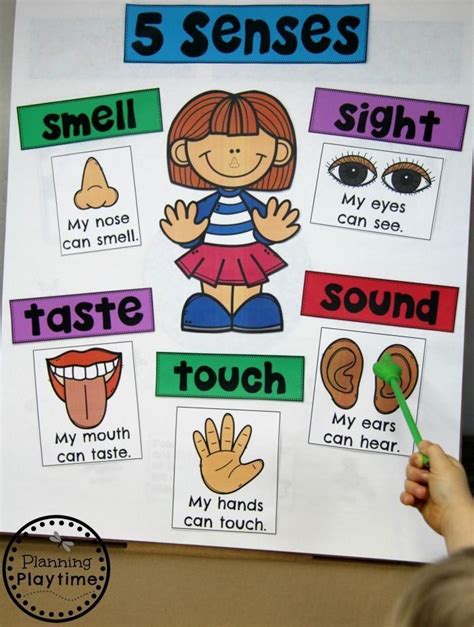 Five Senses Preschool Preschool Charts My Five Senses Preschool