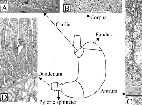 The Regions Of The Stomach Cardia A Corpusfundus B Antrum C
