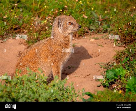 Yellow Mongoose Cynictis Penicillata Or Red Meerkat Or Mierkat