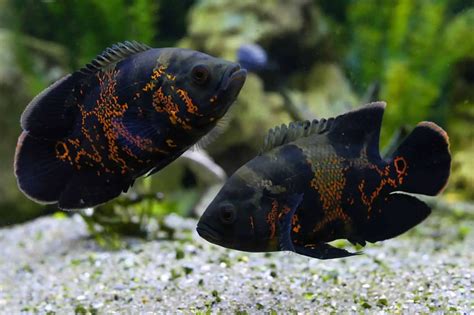 The Top 10 Most Beautiful Types Of Oscar Fish Fishkeeping World