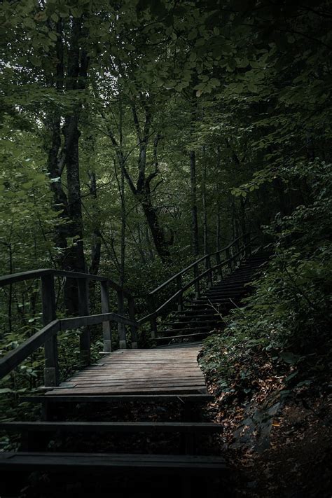 Stairs Steps Trees Nature Hd Mobile Wallpaper Peakpx