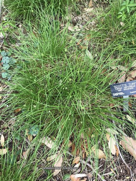 Photo Of The Entire Plant Of Texas Sedge Carex Texensis Posted By