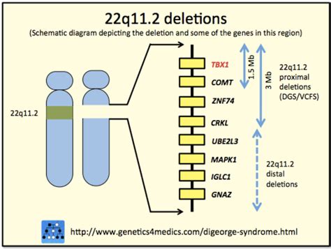 22q11.2 deletion syndrome (which is also known by several other names, listed below) is a disorder caused by the deletion of a small piece of chromosome 22. 22q11.2 Deletion Syndrome | CheckRare.com