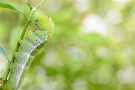 Green Chubby Worm Stock Image Image Of Full Macro Creature 79951437