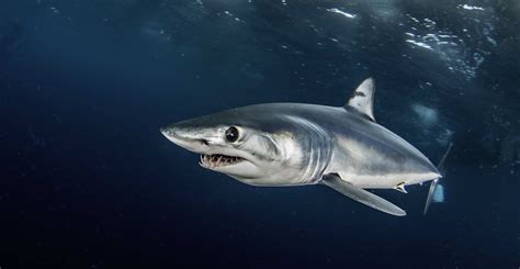 Mako Shark Location Where Do Mako Sharks Live A Z Animals