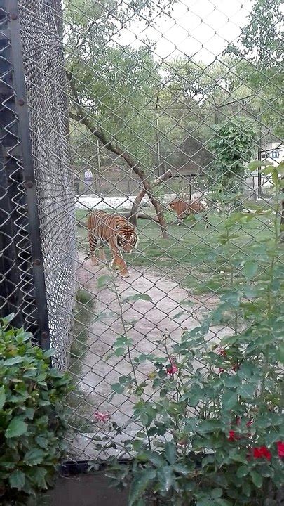 Tiger In Pakistan Jungle Kingdom Rawalpindi Video Dailymotion