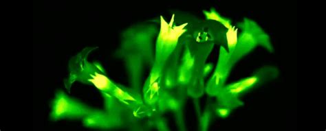 Scientists Engineer Gorgeous Glowing Plants That Shine Bright Their