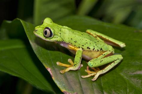 Frogblogmanchester Frog
