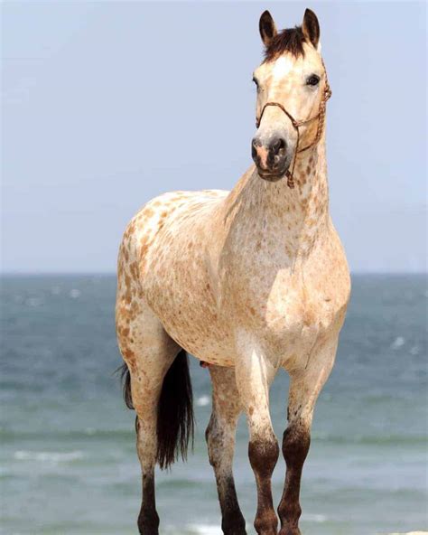 bay horse  color variations  bay horses explained  pictures