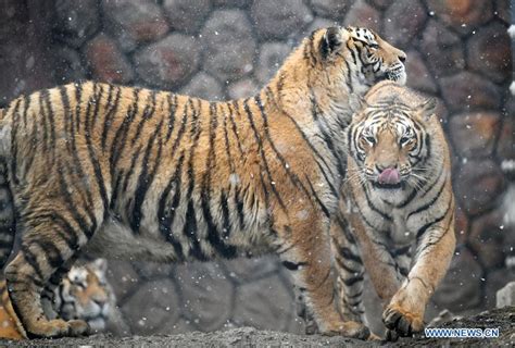 En Fotos Los Tigres Siberianos De Hailin En Heilongjiang