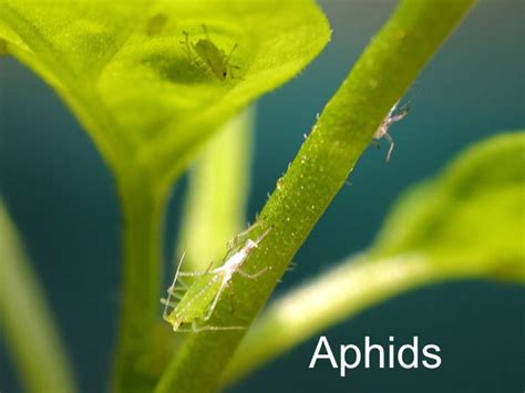 Aphids How To Get Rid Of These Insects On House Plants