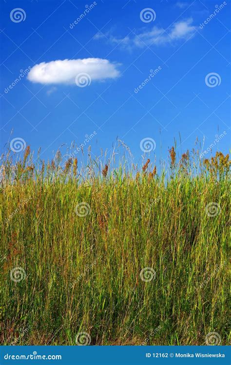 The Meadow Grass Tall Fescue Festuca Partensis In Spring The Beautiful