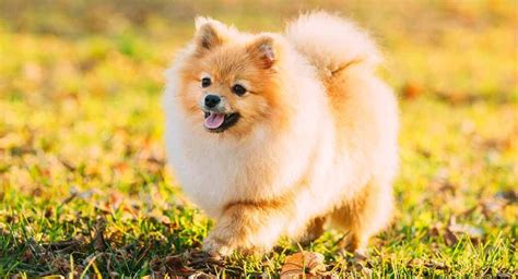 Small Dog Breeds 15 Of The Most Popular Small Dogs