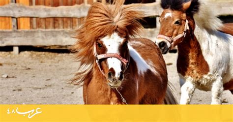 Png is useful because it's the only widely supported format that can store partially transparent images. جنينة الحيوان تقر: السيسي تحول إلى حصان "شيتلاند" | ميديا ...