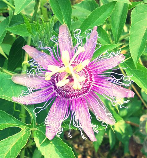 You can see all of our products up close and personal including table covers for weddings, skirts, and more! Passion Flower, Hyde Park Austin TX 2012 | Passion flower ...