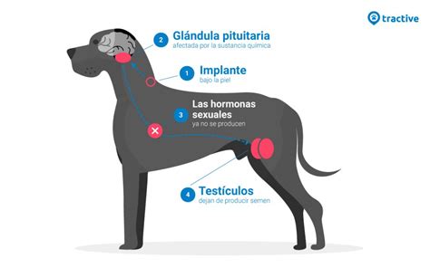 Castración Química Para Perros Qué Es Y Ventajas Tractive