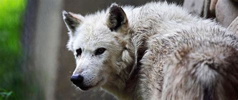 Download Wallpaper 2560x1080 Wolf Color Predator Dirty Dual Wide