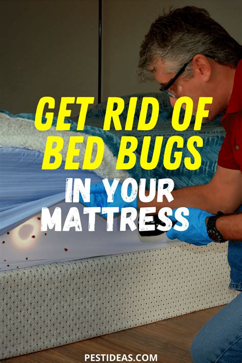 Get Rid Of Bed Bugs In Your Mattress Rid Of Bed Bugs Bed Bug Spray