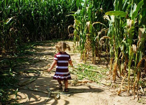 Few things are more exciting to a toddler than trying new, delicious foods. A-MAIZE-ing Kid-Friendly Corn Mazes in Houston | Mommy ...