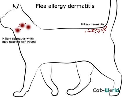 Feline miliary dermatitis is a disease complex that manifests itself in cats through the appearance of inflammation and rashes with crust around different areas of the cat's body such as the neck, head, back and other places. Scabs on Cats-Causes, Symptoms & Treatment - Cat World