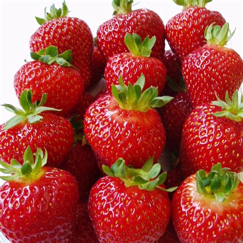 Buy Strawberry Albion Everbearer Autumn Season Fruiting Strawberry