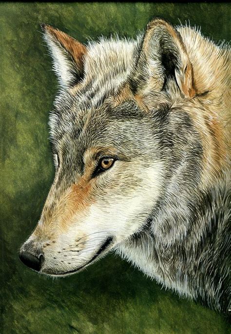 Timber Wolf Painting By Sheila Charman