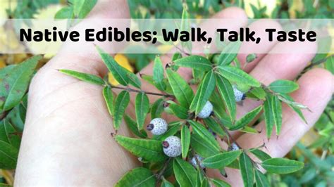 Native Edibles Walk Talk Taste Edible Eden Design