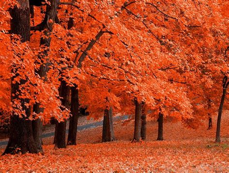 1920x1080px 1080p Free Download Orange Autumn Forest Colorful