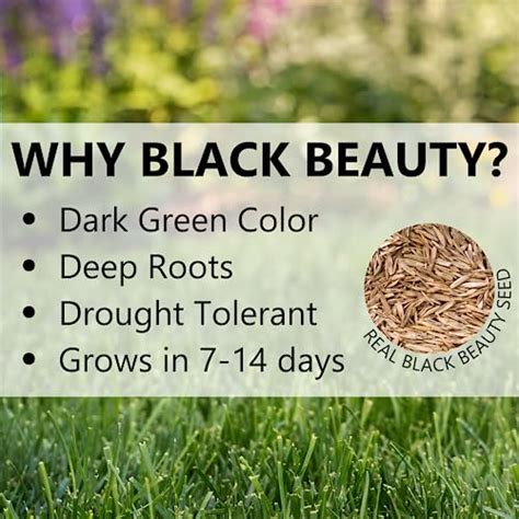 Jonathan Green Black Beauty Ultra Grass Seed Cool Season Lawn Seed Lb Pricepulse