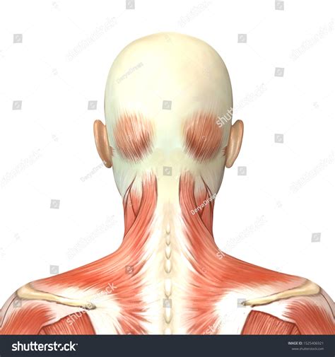 3d Illustration Female Head Muscles Anatomy のイラスト素材 1525406921