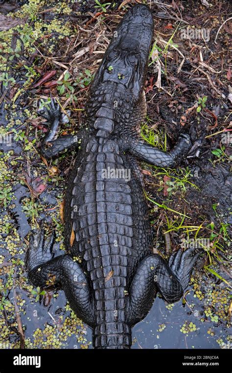 Swamp New Orleans Hi Res Stock Photography And Images Alamy