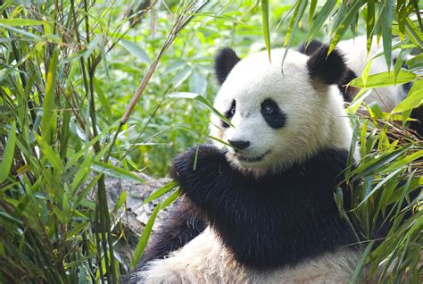 The Comeback Of The Giant Panda No Longer Endangered Global Experts