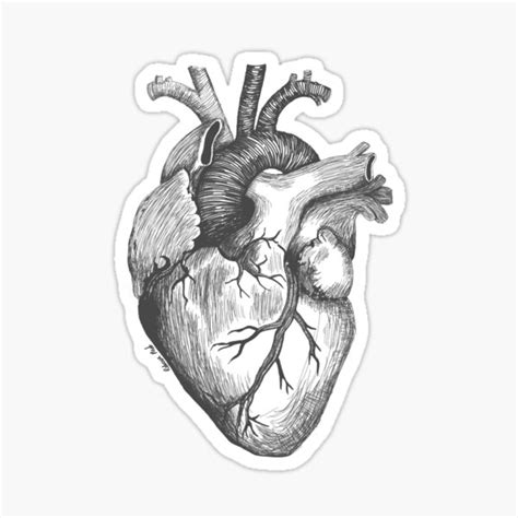 Anatomical Heart Sticker By Rebeccajoannemo Redbubble