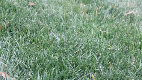 Fescue Grass Cool Season Grass In Hot Weather Turf Masters Turf
