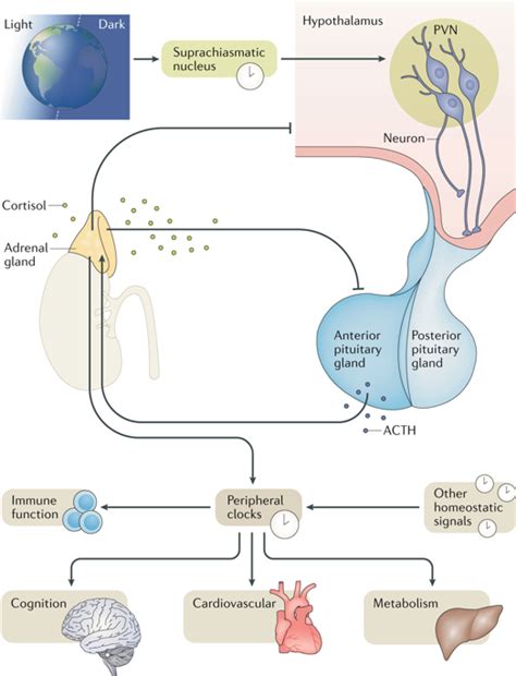 The Human Stress Response Nature Reviews Endocrinology X Mol