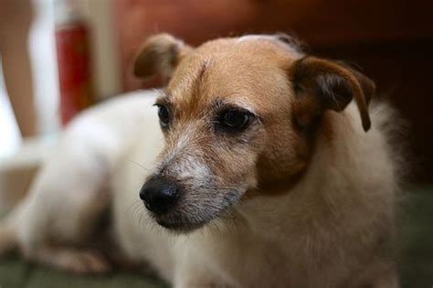 We did not find results for: ¿Por qué un perro mestizo es tan especial?