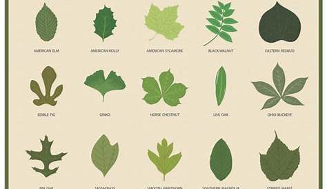 Leaf Identification Chart | DIYIdeaCenter.com