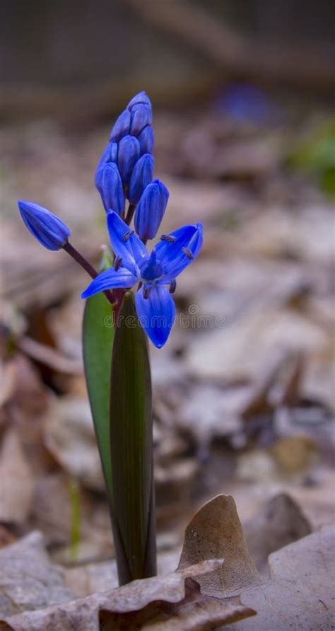 Blue Spring Flowers Of Scilla Bifolia Or Scilla Squill Bluebells In