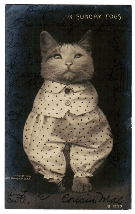 cats meow cats and kittens a place for my head retro cats old cats cat photography cat