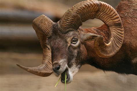 The 10 Best Horns In The Animal World The Definitive List Modern Farmer