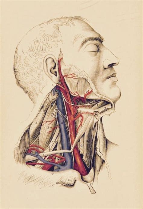 First it starts as the direct continuation of the sigmoid sinus… at the base of skull the internal carotid artery is located in front of the internal jugular vein and the past 4 cranial nerves intercede between the vein. Carotid arteries and interior jugular veins." Clarke's text-book on embalming. 1885. (With ...
