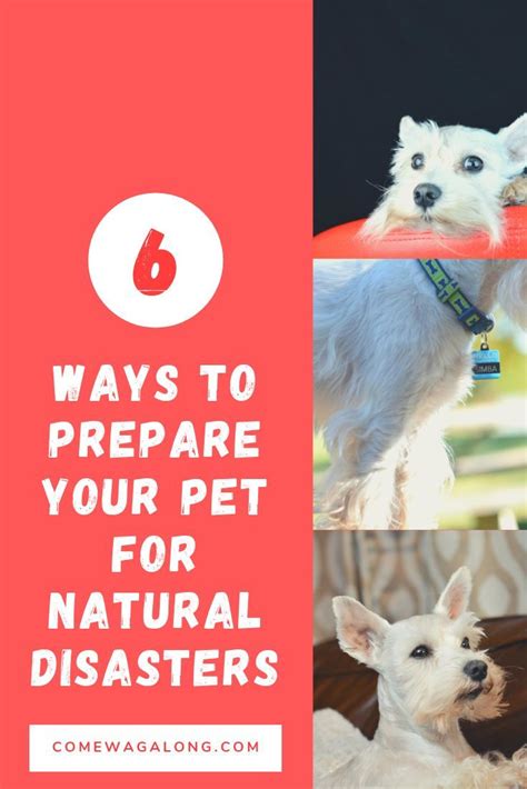 Pin On Dog Care Tips And Advice