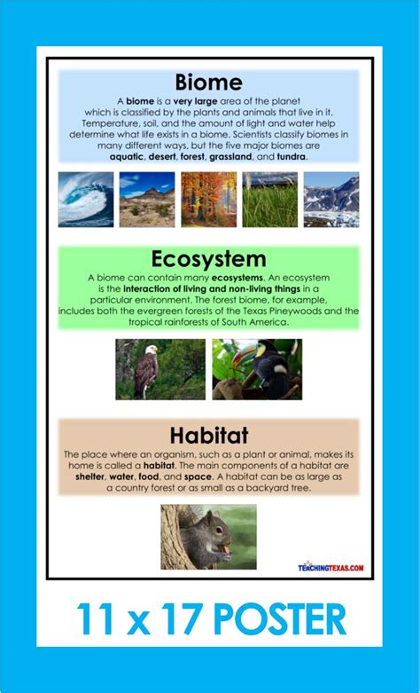 Tundra Habitat Animals And Plants