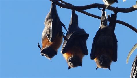 Flying Foxes Fighting For Food After Bushfires Flying Foxes In The