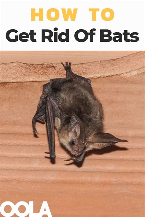 How To Banish Bats From Your House Bats In Attic Bat Repellent Getting Rid Of Bats