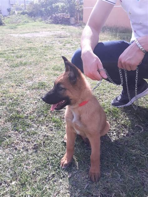 Follow this routine with 50 percent of each for days 3 and 4, and then 75 percent new and 25 percent for days 5 and 6. Sasha,4 months old | Belgium malinois, Malinois, 4 month olds